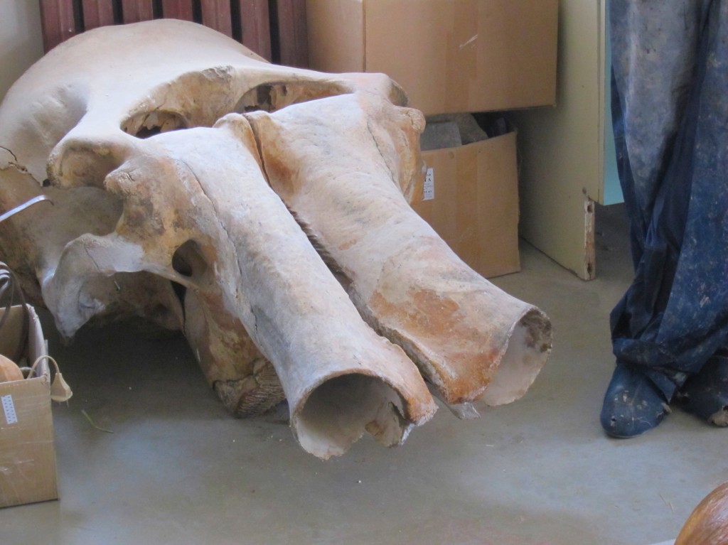 Палеонтология: череп мамонта и ноги палеонтолога