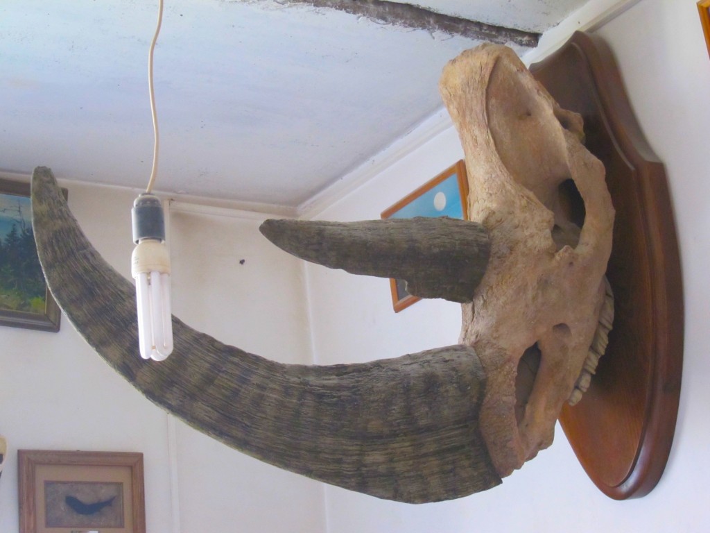 Палеонтология: череп шерстистого носорога