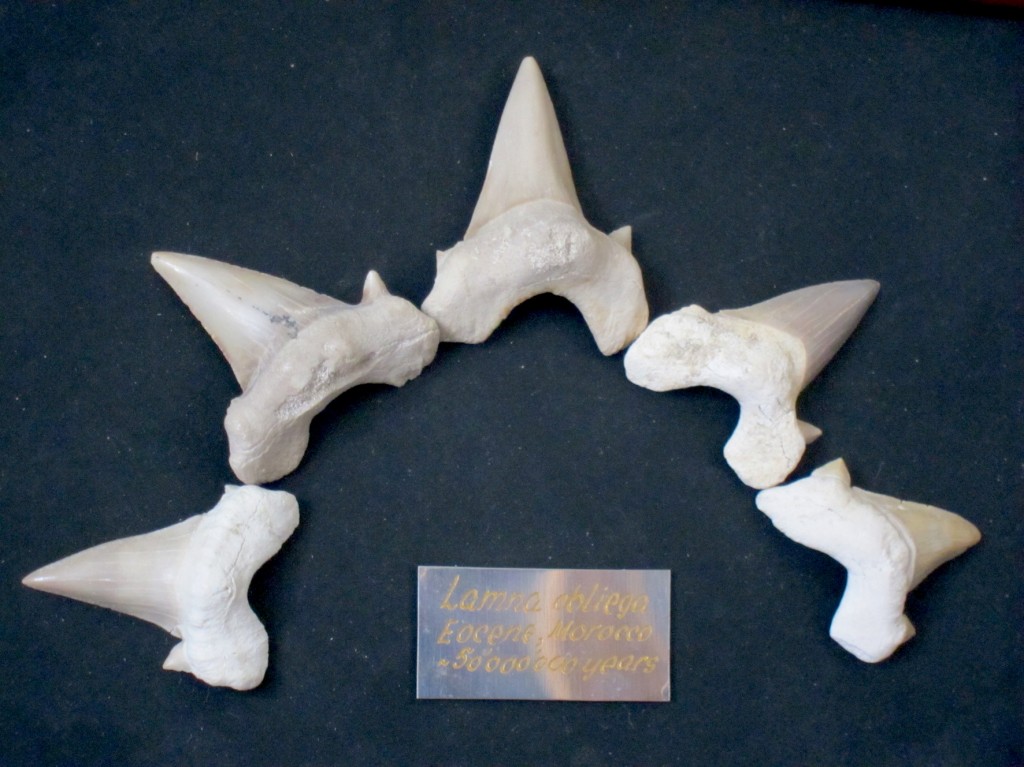 Палеонтология: зубы древней акулы