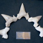 Палеонтология: зубы древней акулы