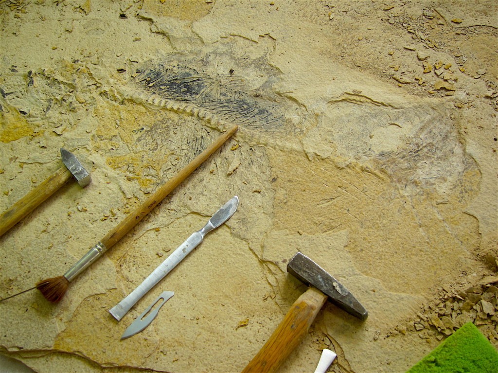 Палеонтология: рабочая зона палеонтолога