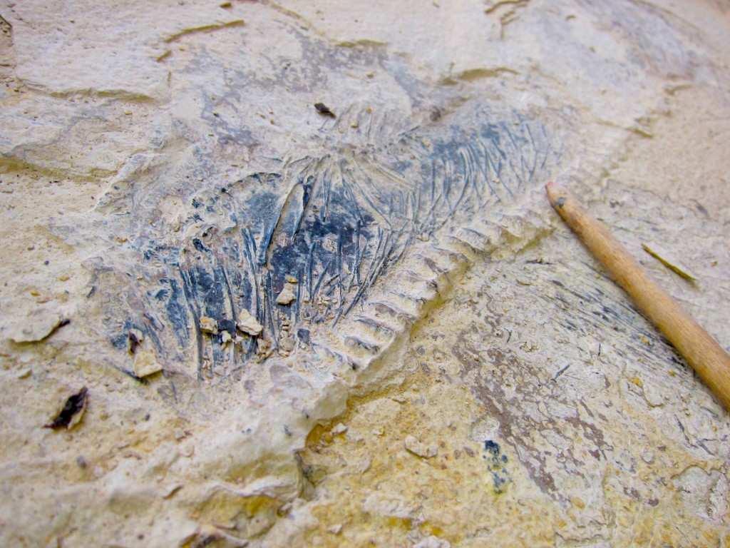 Палеонтология: работа над плитой с оканемелостями
