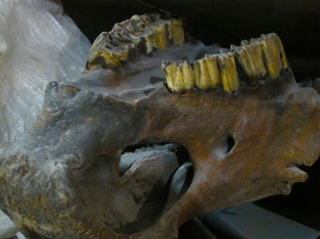 Палеонтология: челюсть шерстистого носорога